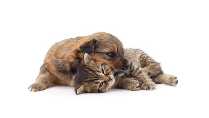 Little cat and puppy.