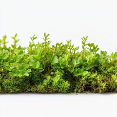 Fototapeta premium Close-Up View of Lush Green Botanical Moss
