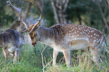 a beautiful fallow deer with antlers and squinting eyes leans its head over the grass