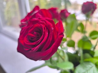 beautiful red rose bud.