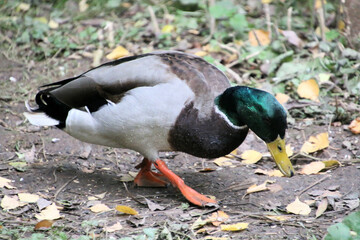 A close up of a Mallard Duck