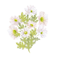 chamomile flower composition watercolor illustration isolated on white background base for design of postcards textile tableware wedding invitations