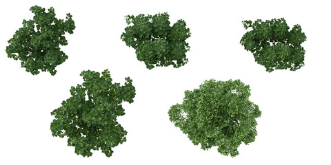 Obraz premium Top view of Euonymus bush Korean Stewartia Trees isolated on white background