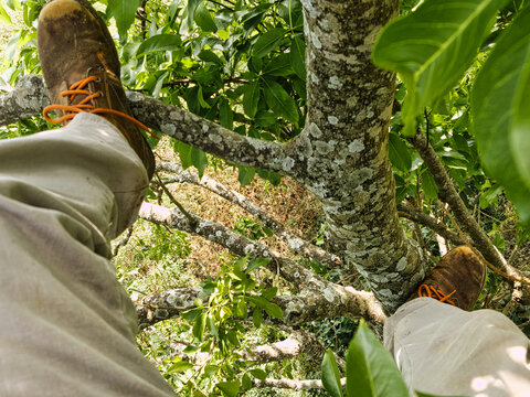 Climb tree