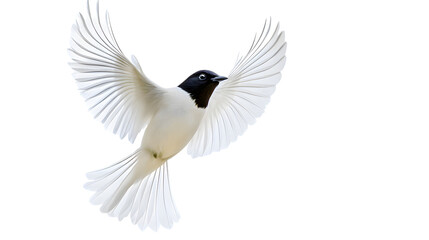 Obraz premium Bare-throated Bellbird Bird, Flying, Transparent Background PNG, Wallpaper, Cover and Screen for Smartphone, PC, Laptop, Graphic, Transparent PNG