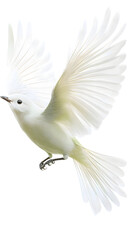 Obraz premium Bare-throated Bellbird Bird, Flying, Transparent Background PNG, Wallpaper, Cover and Screen for Smartphone, PC, Laptop, Graphic, Transparent PNG