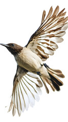 Fototapeta premium Bare-throated Bellbird Bird, Flying, Transparent Background PNG, Wallpaper, Cover and Screen for Smartphone, PC, Laptop, Graphic, Transparent PNG