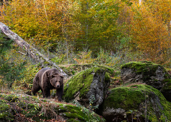 bear in the woods