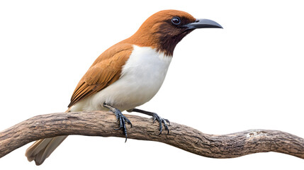 Fototapeta premium Bare-throated Bellbird Bird, Perched On A Branch, On Transparent Background PNG, Wallpaper, Cover And Smartphone Screen, PC, Laptop, Graphic, Transparent PNG