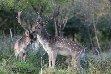 two fallow deer with antlers stand in the forest with trees in the  background
