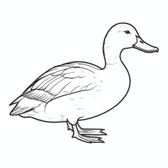 Duck Coloring book page vector art illustration line art, isolated white background 