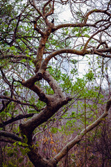 Linda vegetação do cerrado brasileiro no centro oeste