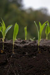 young corn plants in soil with roots