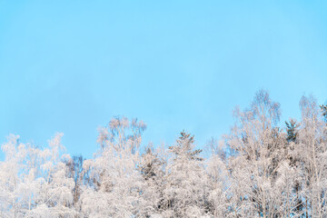 Winter natural background, snow-covered tree branches on the background of blue sky. Cold, frost in winter
