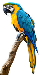 Obraz premium Blue-and-yellow Macaw Bird, Perched On A Branch, On Transparent Background PNG, Wallpaper, Cover And Smartphone Screen, PC, Laptop, Graphic, Transparent PNG