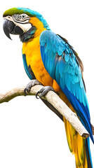 Fototapeta premium Blue-and-yellow Macaw Bird, Perched On A Branch, On Transparent Background PNG, Wallpaper, Cover And Smartphone Screen, PC, Laptop, Graphic, Transparent PNG