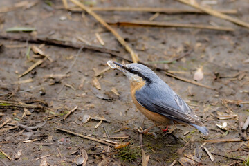  Kleiber (Sitta europaea) auf Nahrungssuche mit Sonnenblumensamen im Schnabel