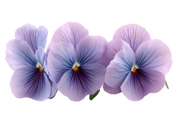 Obraz premium Graceful Group of Purple Flowers in Bloom. 