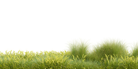 3D Rendering Grass and Plants PNG on Transparent Background
