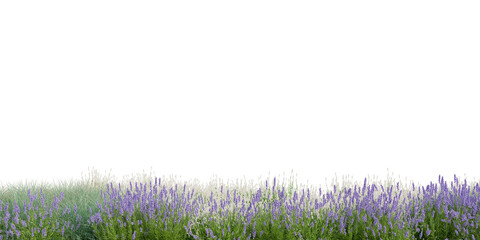Obraz premium 3D Rendering Grass and Plants PNG on Transparent Background