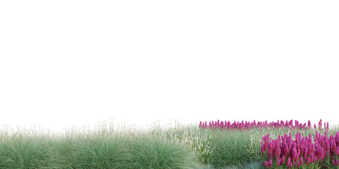 3D Rendering Grass and Plants PNG on Transparent Background