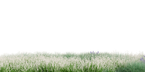 3D Rendering Grass and Plants PNG on Transparent Background