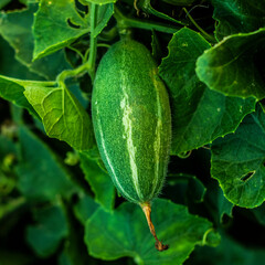 Obraz premium Fresh green pointed gourd harvesting