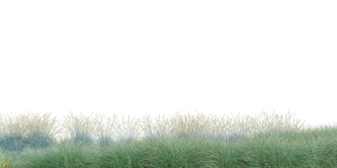 3D Rendering Grass and Plants PNG on Transparent Background