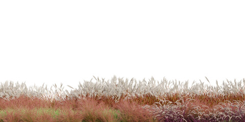 3D Rendering Grass and Plants PNG on Transparent Background