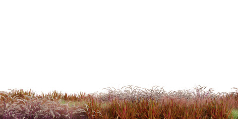 3D Rendering Grass and Plants PNG on Transparent Background