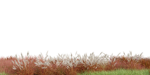 3D Rendering Grass and Plants PNG on Transparent Background