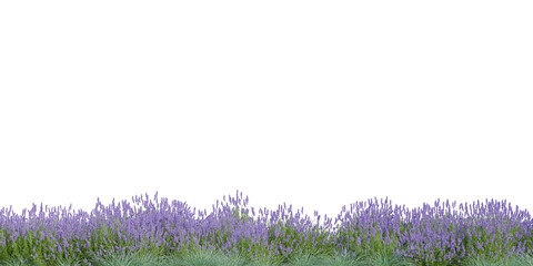 3D Rendering Grass and Plants PNG on Transparent Background