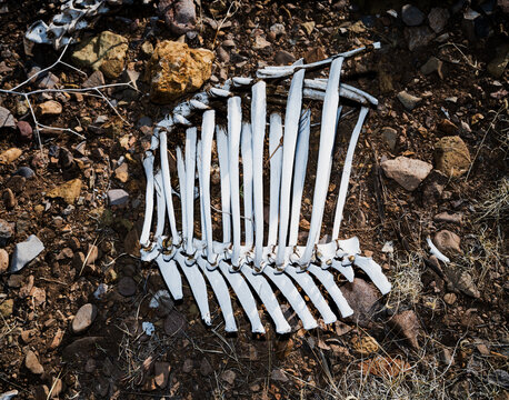 Cattle remains above Chloride New Mexico