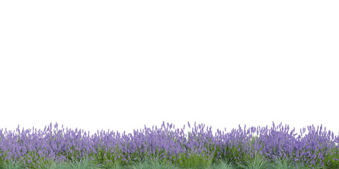 3D Rendering Grass and Plants PNG on Transparent Background