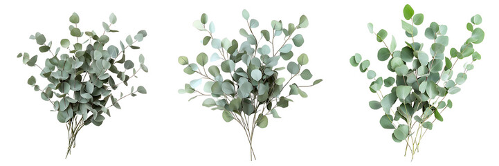 Set of A bunch of eucalyptus branches with muted green leaves isolated on transparent background