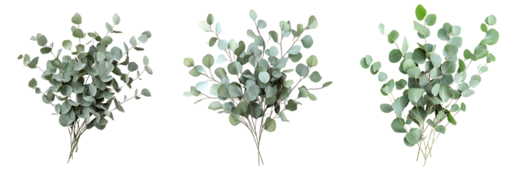 Set of A bunch of eucalyptus branches with muted green leaves isolated on transparent background