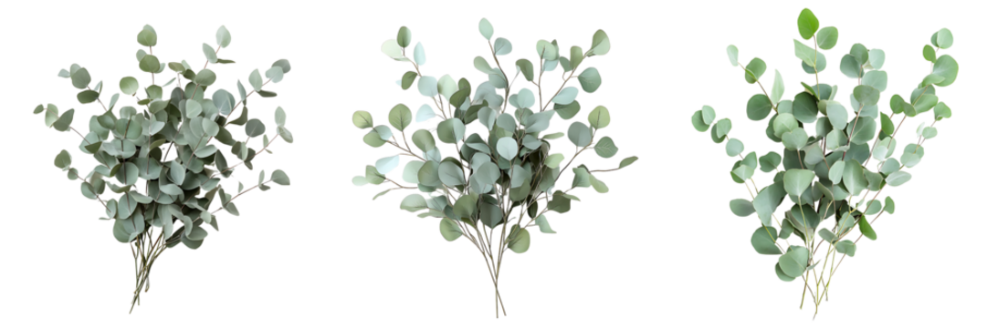 Set of A bunch of eucalyptus branches with muted green leaves isolated on transparent background