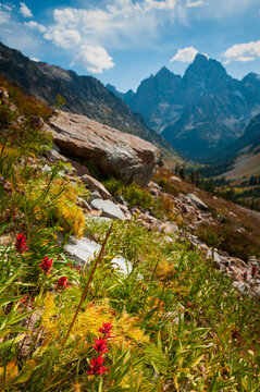 Indian Paintbrush blooms in the foreground of Cascade Canyon, Grand Teton National Park, Wyoming