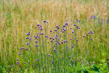 purple flowers blooming in a field of native grasses at a farm in North Carolina