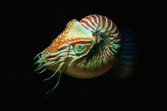 A Nautilus in a dark tank