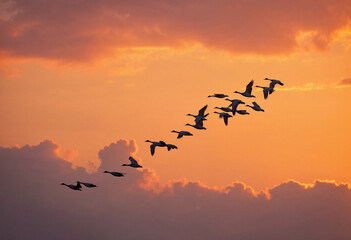 Flock of Birds Flying Silhouetted Against a Vibrant Sunset
