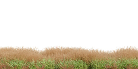 3D Rendering Grass and Plants PNG on Transparent Background