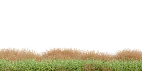 3D Rendering Grass and Plants PNG on Transparent Background