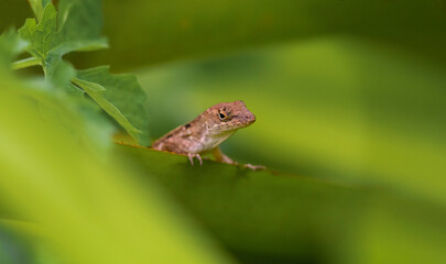 Anole In Green