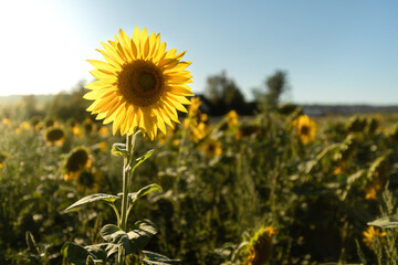 Sonnenblume im Gegenlicht