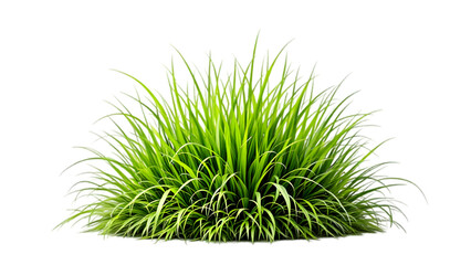 green grass isolated on white