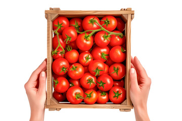 Farmer's hands hold tomato in a box on a white or transparent background. Close-up of tomato in hands. Top view. Trading tomatoes at the market