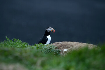 Landschaftsbild auf Island, Reynisfjara Beach, Black Beach, Puffins