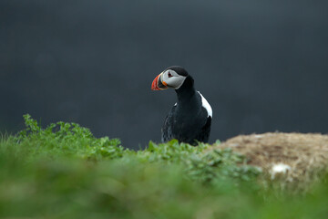Landschaftsbild auf Island, Reynisfjara Beach, Black Beach, Puffins