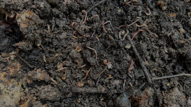 Earthworm in compost. Permaculture vermicomposting. Making good quality soil for gardening.